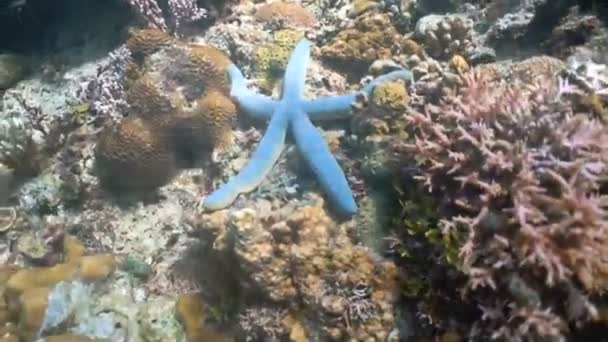 Starfish on coral. — Stock Video