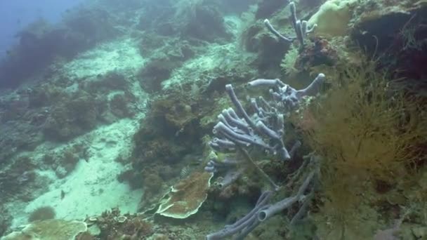 Koral rafa i tropikalna ryba. Filipiny — Wideo stockowe