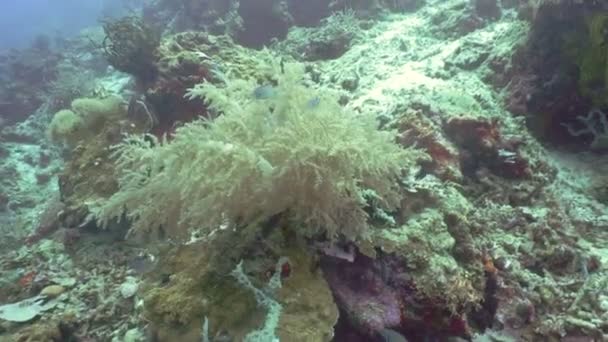 Coral reef and tropical fish.Philippines — Stock Video