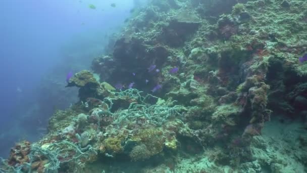 Arrecife de coral y peces tropicales. Filipinas — Vídeo de stock