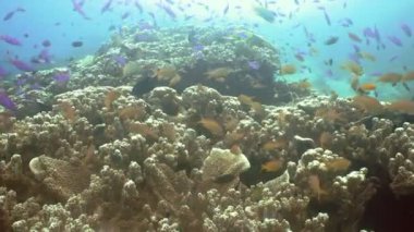 Mercan ve tropikal balık. Filipinler