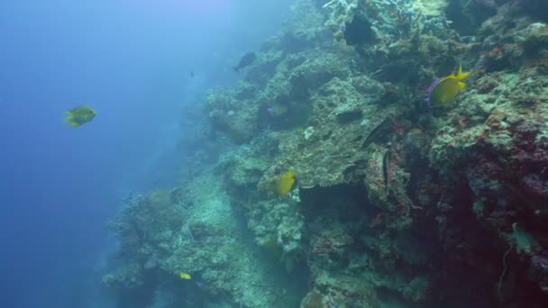 Кораловий риф і тропічна риба. Філіппіни — стокове відео