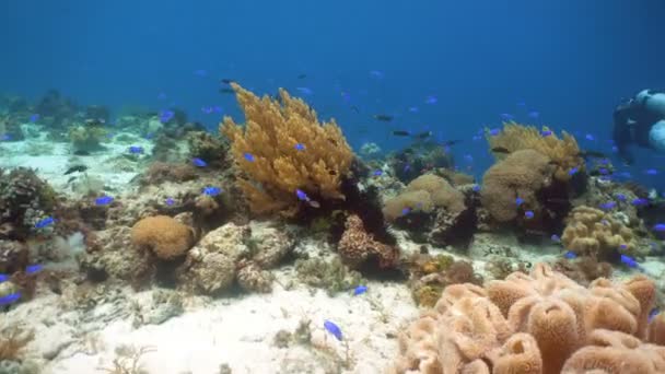 Arrecife de coral y peces tropicales. Filipinas — Vídeo de stock