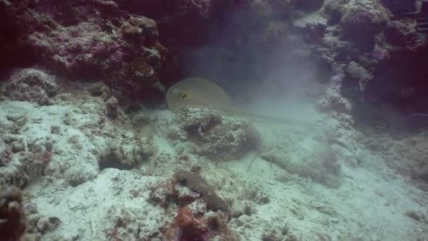 Bluespotted Stingray in the sea — Stock Video