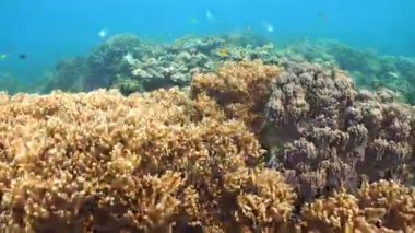 Mercan ve tropikal balık. Filipinler