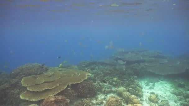 Arrecife de coral y peces tropicales. Filipinas — Vídeos de Stock