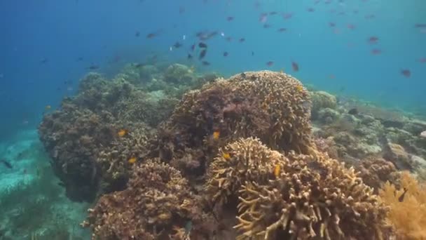 Korallzátonyokat és a trópusi halak. Fülöp-szigetek — Stock videók