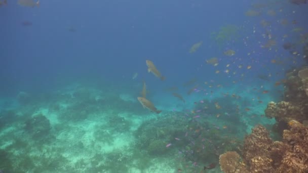 Arrecife de coral y peces tropicales. Filipinas — Vídeo de stock