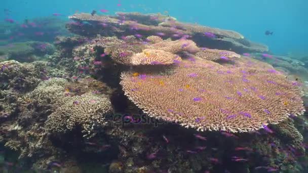 Arrecife de coral y peces tropicales. Filipinas — Vídeos de Stock