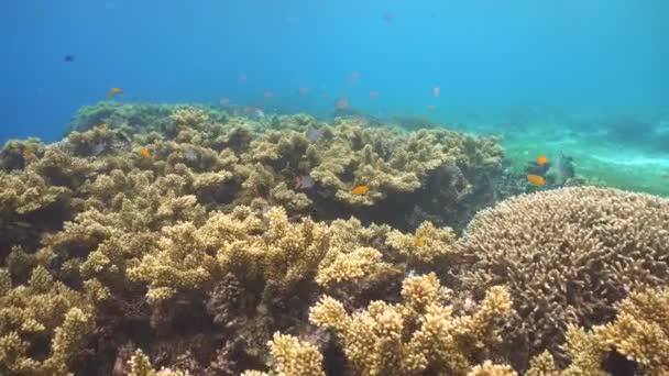 Recifes de corais e peixes tropicais Filipinas — Vídeo de Stock