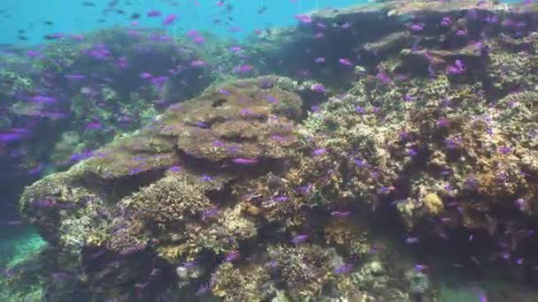 Arrecife de coral y peces tropicales. Filipinas — Vídeos de Stock