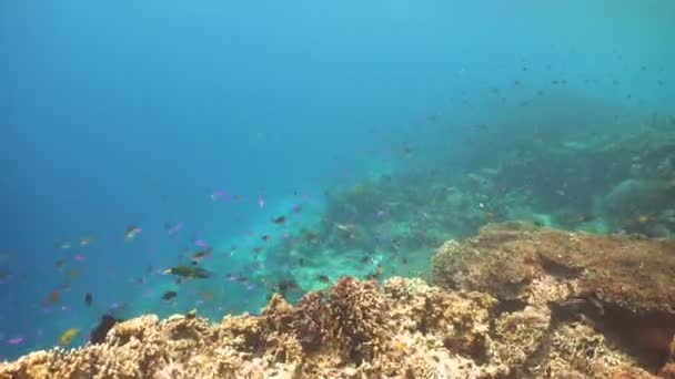 Arrecife de coral y peces tropicales. Filipinas — Vídeo de stock