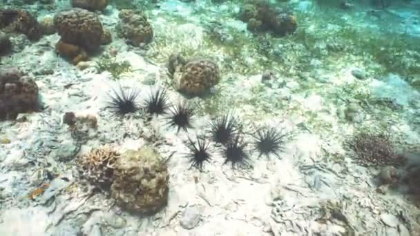 Black sea urchin. — Stock video