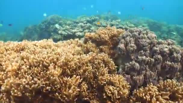 Recifes de corais e peixes tropicais Filipinas — Vídeo de Stock