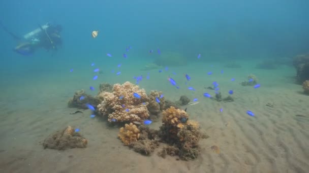 Arrecife de coral y peces tropicales. Filipinas — Vídeos de Stock