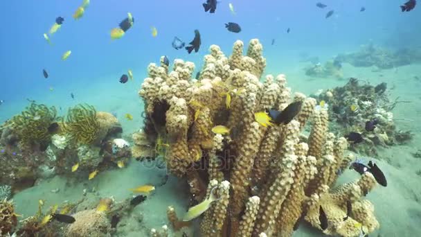 Arrecife de coral y peces tropicales. Filipinas — Vídeo de stock