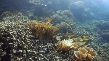 Mercan ve tropikal balık. Filipinler