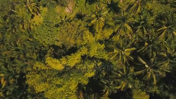 Góry z tropikalnym lasem. Wyspa Cebu na Filipinach. — Wideo stockowe