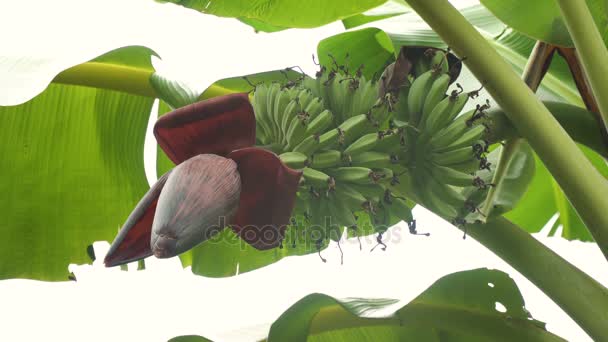 Fruits of bananas on a banana tree. — Stock Video