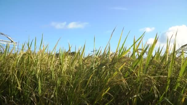 Campo de arroz verde. — Vídeos de Stock