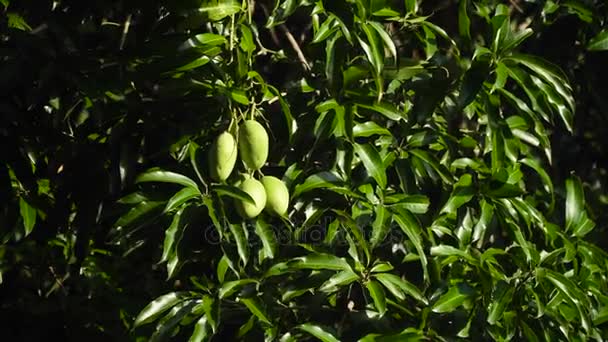 Mango på mangoträd. — Stockvideo