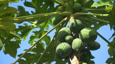 Meyveli papaya ağacı.