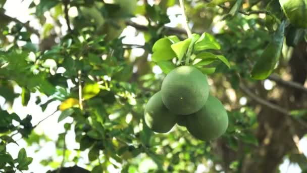 Pomelo árvore frutífera no jardim . — Vídeo de Stock