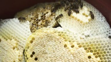 Arılarla bal tarağı.