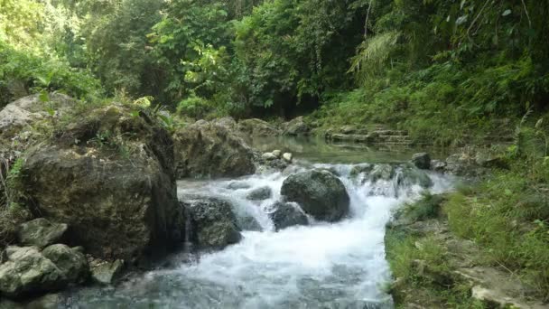Річка в тропічних лісах — стокове відео