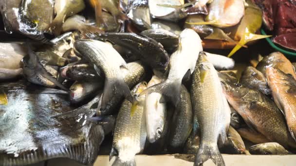 Fisk på den asiatiska marknaden. — Stockvideo