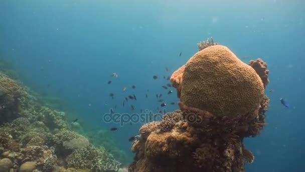 Karang karang dan tropis fish.Philippines — Stok Video