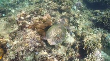 Deniz kaplumbağası su altında.