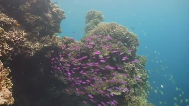 Recifes de corais e peixes tropicais Filipinas — Vídeo de Stock