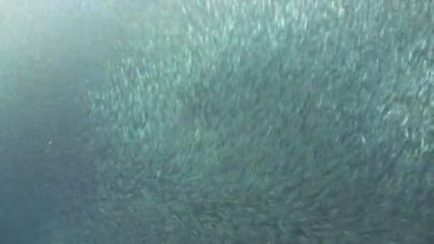 Sardines sur l'eau bleue.