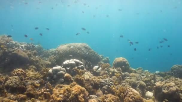 Arrecife de coral y peces tropicales. Filipinas — Vídeo de stock