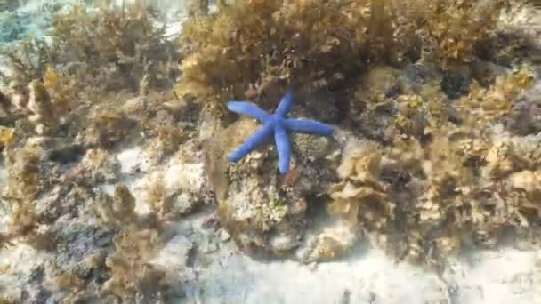 Estrella de mar en coral . — Vídeo de stock