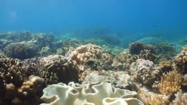 Recifes de corais e peixes tropicais Filipinas — Vídeo de Stock