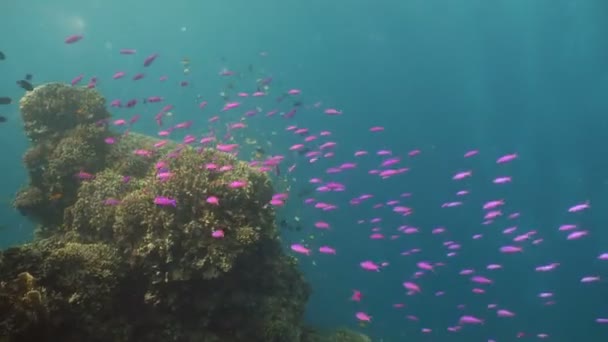 Arrecife de coral y peces tropicales. Filipinas — Vídeos de Stock