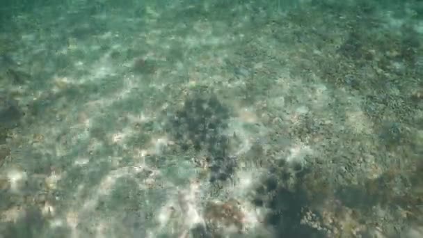 Black sea urchin. — Stock Video