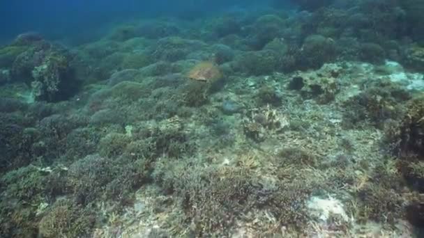 Tortuga marina bajo el agua . — Vídeo de stock