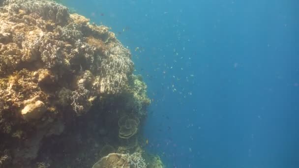 Arrecife de coral y peces tropicales. Filipinas — Vídeos de Stock