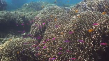 Mercan ve tropikal balık. Filipinler