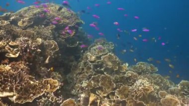 Mercan ve tropikal balık. Filipinler
