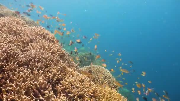 Récif corallien et poissons tropicaux.Philippines — Video