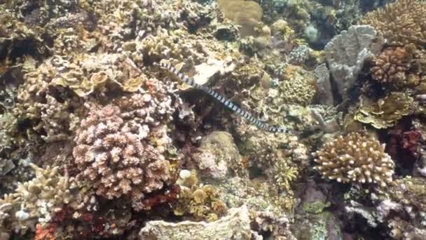 Serpent de mer bagué . — Video