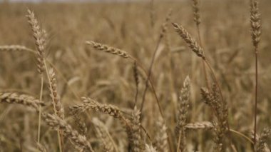 Buğday kulak alanında yakın çekim.