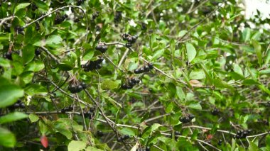 Chokeberry branch in autumn.