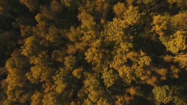 Осінній ліс, пташиного польоту . — стокове відео