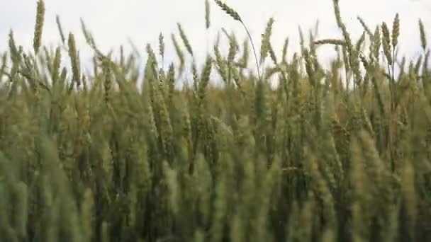 Primo piano delle spighe di frumento in campo . — Video Stock