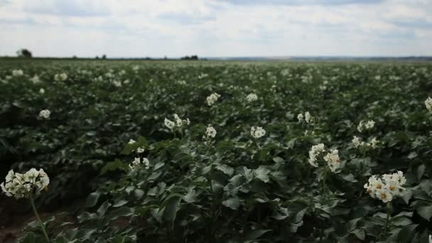 Campo de batata verde . — Vídeo de Stock